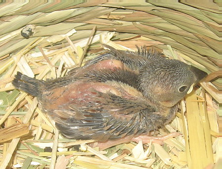 孵化18日目朝の文鳥ヒナ