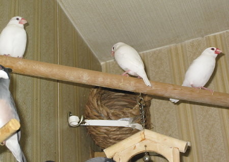 我が家の白文鳥3羽