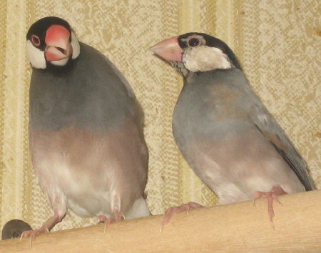 おとなのさえずりを聞く若文鳥