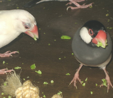 枝豆をあさる文鳥夫婦