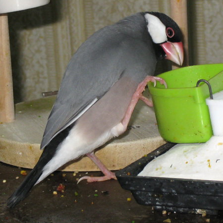 マドロス文鳥(マナツ)