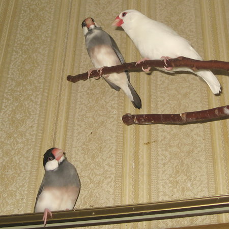 妻文鳥の前で浮気する夫文鳥