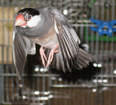 飛ぶ桜文鳥(シズ)