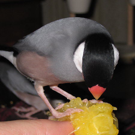 河内晩柑を食べる文鳥(ノコリ)