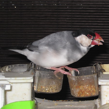 三頭身文鳥（アト）
