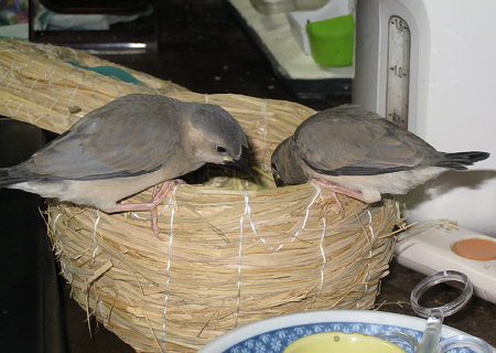孵化28・29日目の文鳥ヒナ