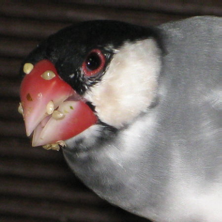 顔が大きく迫力のある文鳥(アト)