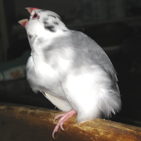 くつろぐごま塩文鳥(ケコ)