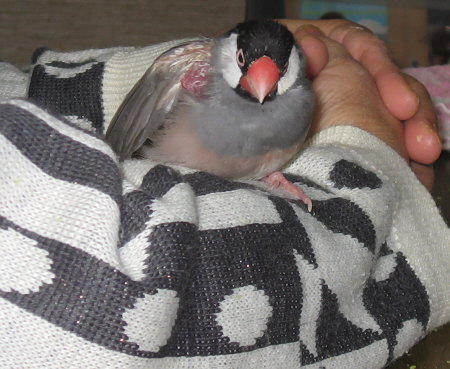 身体障害があっても好調な文鳥(オッキ)