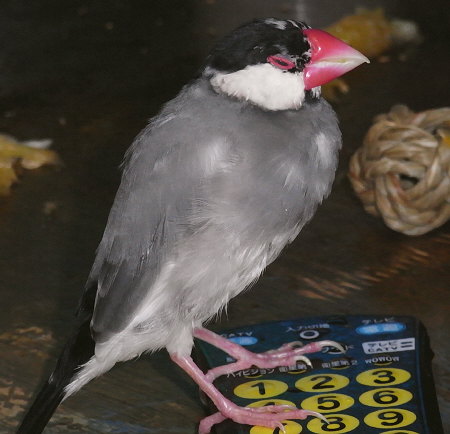 ゆっくり換羽中の文鳥(ヤッチ)