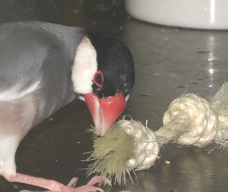 麻縄ダンベルで遊ぶヤッチ
