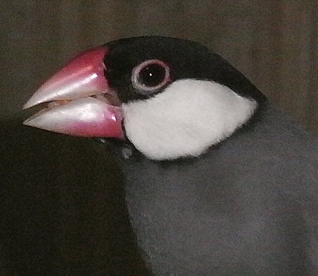 文鳥の横顔(カナ)