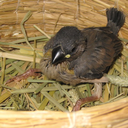 孵化21日目の文鳥ヒナ(トミ)