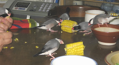 トウモロコシに群がる文鳥たち