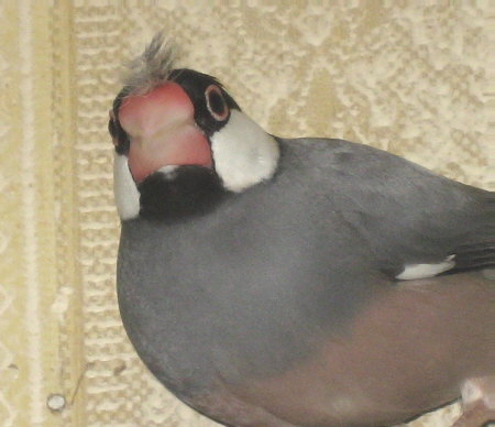 クチバシの羽毛を気にするカナ