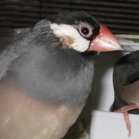 耳に問題がありそうな文鳥(カナ)