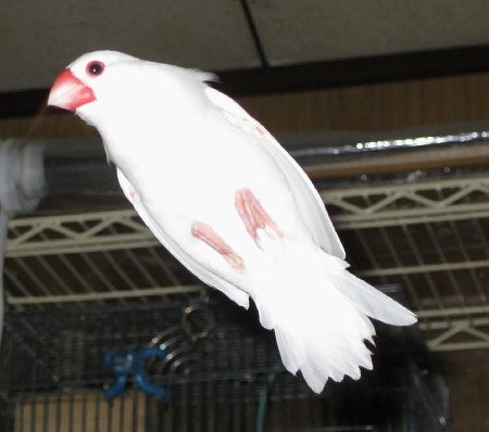 空中浮遊する白文鳥(シン)