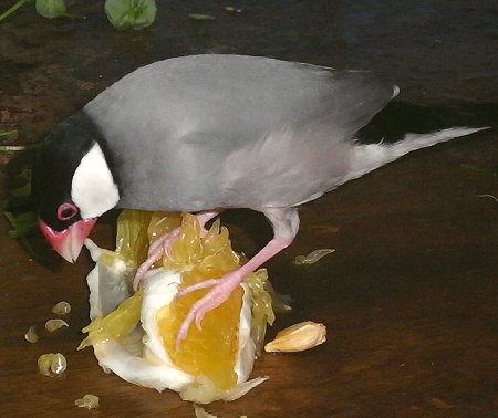 晩柑を押さえ込む文鳥(キュー)