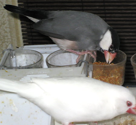 国産アワを食べる文鳥(コウ)