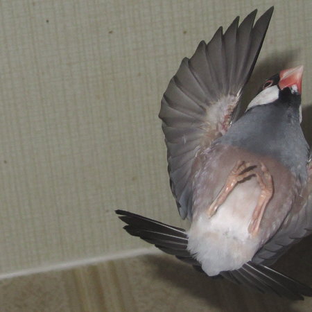 飛翔する文鳥
