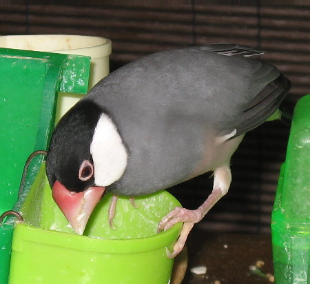 カトルボーンを食べる文鳥(カナ)
