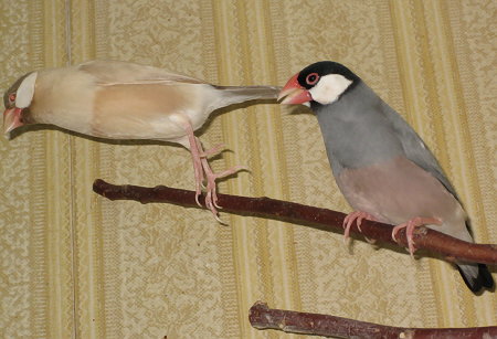 さえずるオスから逃れるメス文鳥(ニッキ・テン)