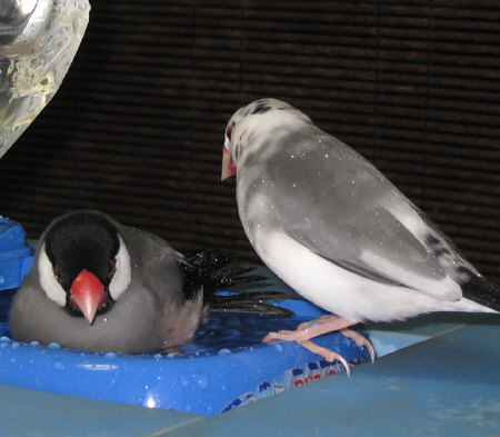 水浴び教習中のごま塩文鳥(ケコ)