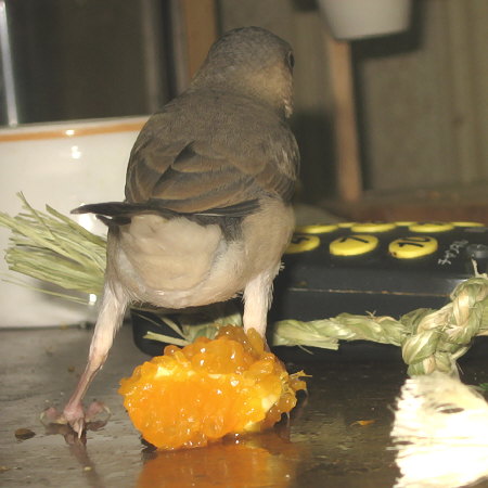 文鳥ヒナの後姿