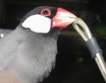 カメラのヒモと格闘中のキュー
