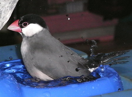 水浴びする文鳥(コウ)