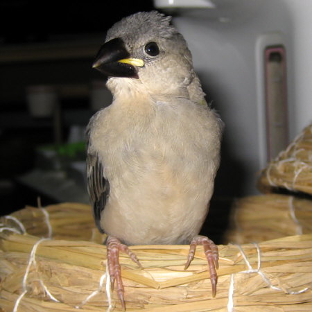孵化27日目の文鳥ヒナ(クリ)
