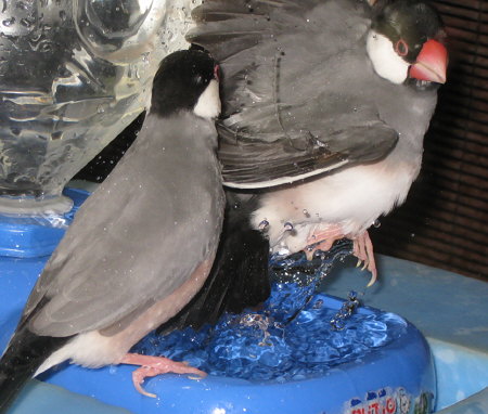 猛暑を水浴びで乗り越える文鳥たち(イブ?・アイ)