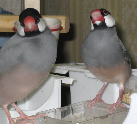文鳥カップル誕生の予感(ノコリ・スミ)