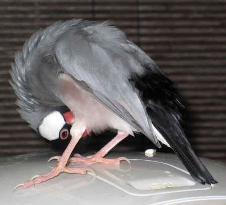 変な姿勢の文鳥(イブ)