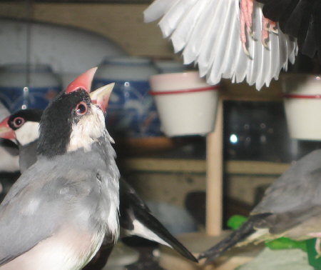 傍若無鳥のアト