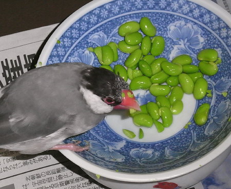 盗み食いする文鳥