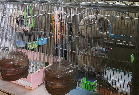 文鳥の生誕と病気の現場
