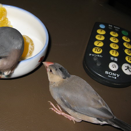 ヒナ換羽中の桜文鳥(マナツ)