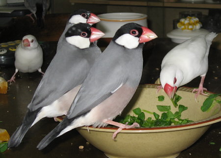 文鳥たちの冷たい目線