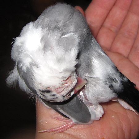 手の上でくつろぐごま塩文鳥(ケコ)