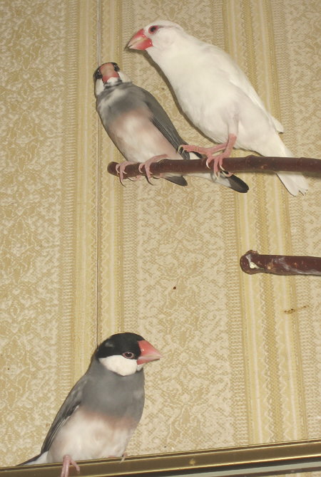 妻の前で浮気をする文鳥の図