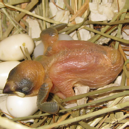 孵化9日目の文鳥ヒナ(「クリ」)