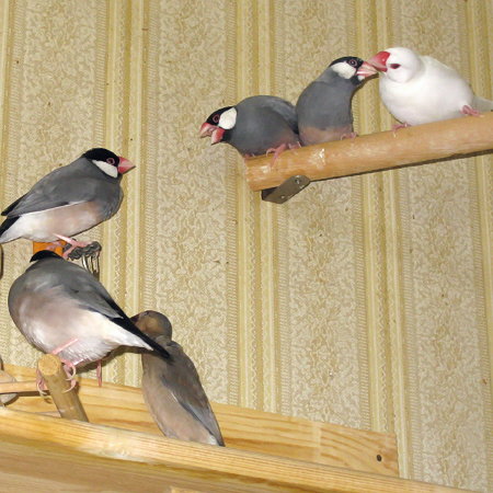 頭上の文鳥騒動