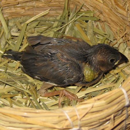 孵化20日目の文鳥ヒナ(マナツ)