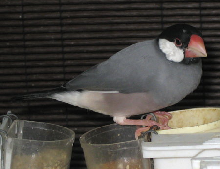 ヒナ換羽がほぼ終了した文鳥(マナツ)