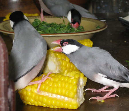 トウモロコシで文鳥バトル
