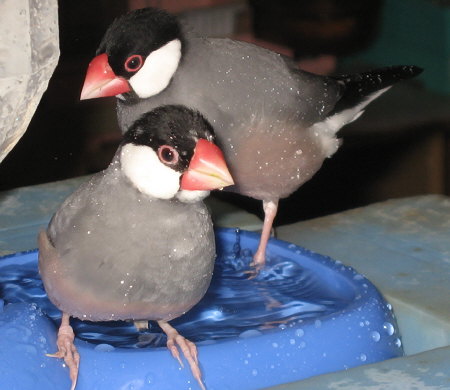 水浴びをする文鳥夫婦(カエ・テン)