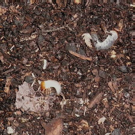 カブトムシの幼虫