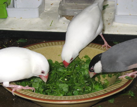 豆苗を食べる文鳥たち(ミナ・シン・マキ)