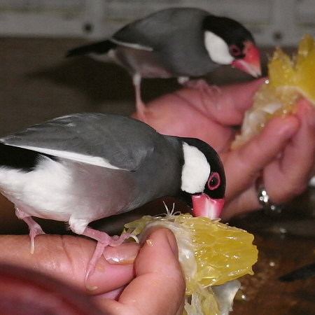 晩柑を食べる文鳥たち